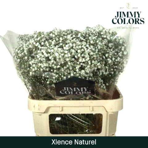 <h4>Gyps Xlence L80 Naturel.</h4>