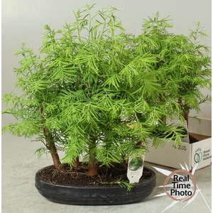 BONSAI OV