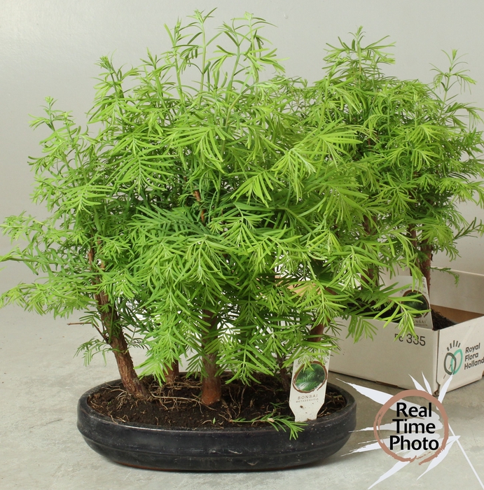 <h4>BONSAI OV</h4>