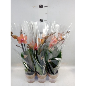 Phalaenopsis multi. 'Ant Bolzano'
