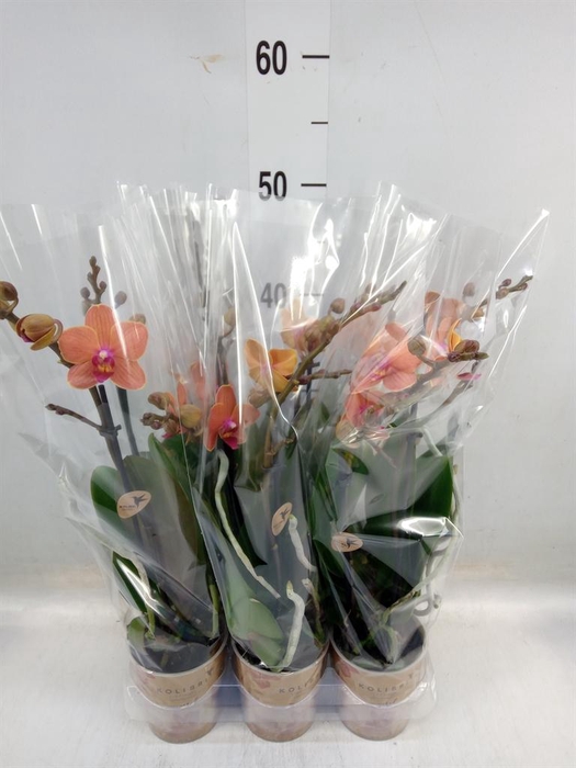 <h4>Phalaenopsis multi. 'Ant Bolzano'</h4>