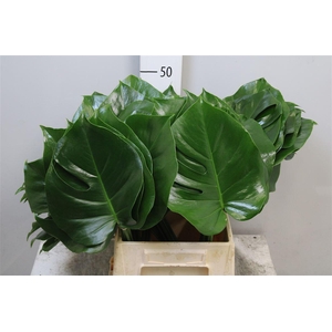 Monstera Blad 023cm