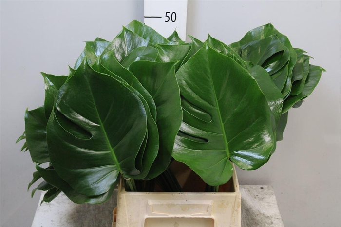 <h4>Monstera Blad 023cm</h4>