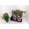 Rosa Palace gemengd 3 soorten