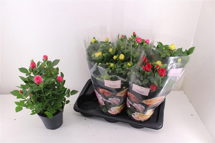 Rosa Palace gemengd 3 soorten