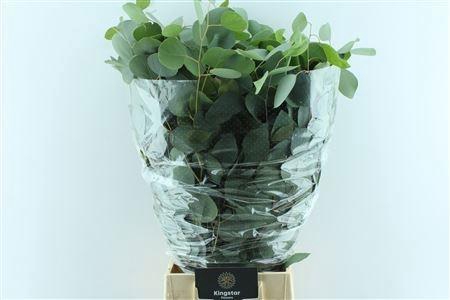 <h4>EUC POLYANTHEMO P BS</h4>