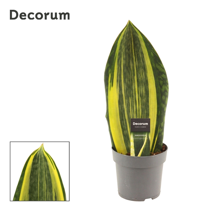 <h4>Sansevieria Masoniana 14 cm Variegata (Decorum)</h4>