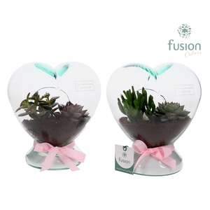 Green Bottle Glazen Hart helder met Succulent