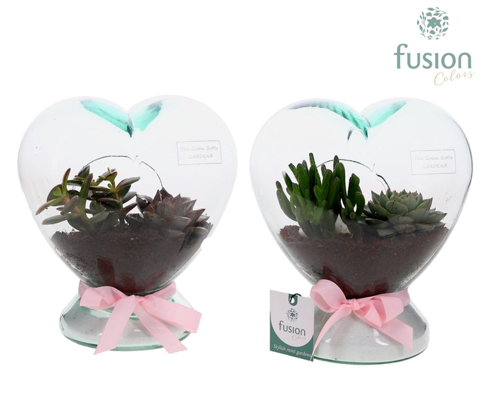 <h4>Green Bottle Glazen Hart helder met Succulent</h4>