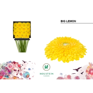 Gerbera Pomponi Big Lemon Diamond Per Kaart