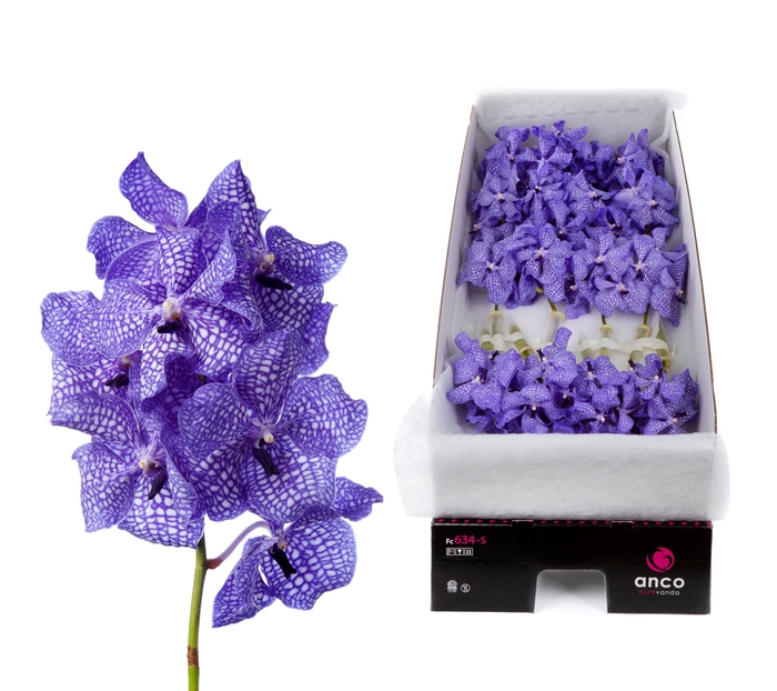 <h4>Vanda Delft Blue</h4>