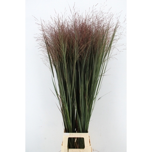 GRAS PANIC NORTHWIND RED XL