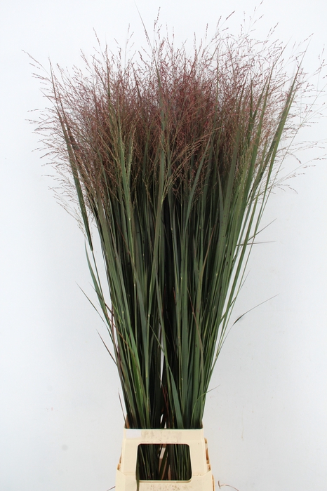<h4>GRAS PANIC NORTHWIND RED XL</h4>