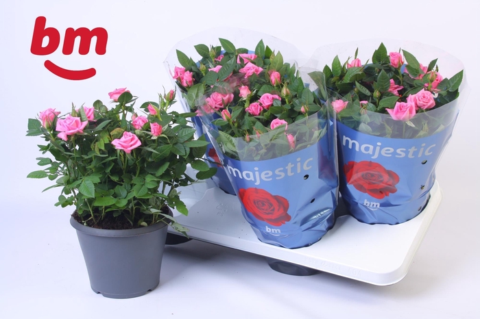 <h4>Rosa Jewel Patio Sparkling 17cm</h4>