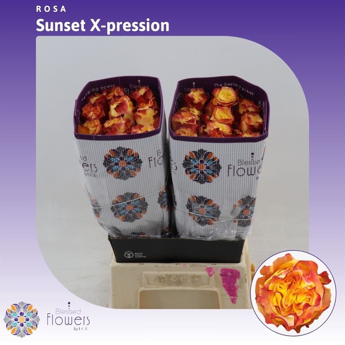 <h4>Rosa gr Sunset X-pression</h4>