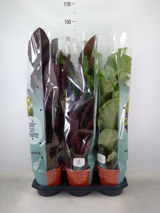 <h4>Calathea   ...mix</h4>