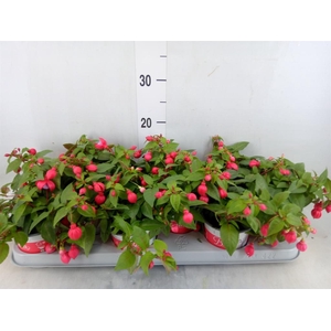 Fuchsia  'Bella Fuchsia Lydia'