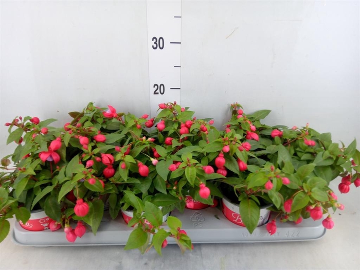 <h4>Fuchsia  'Bella Fuchsia Lydia'</h4>