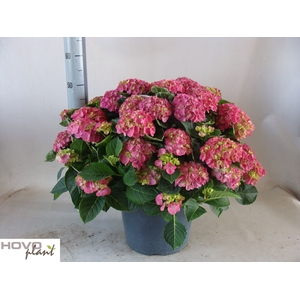 HYDR M NINGBO