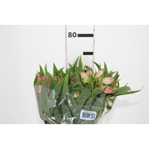 ALSTROEMERIA TOURMALINE 070 CM ROSA