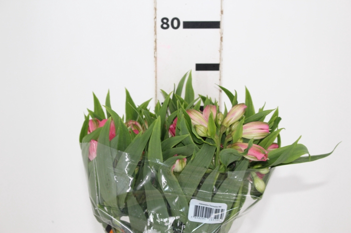 <h4>ALSTROEMERIA TOURMALINE 070 CM ROSA</h4>