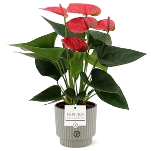 Anthurium 12 cm Sweet Dream in Pure Ivy ceramics