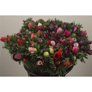 Anemone Fr. Rain Cherry Cream