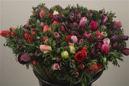 <h4>Anemone Fr. Rain Cherry Cream</h4>