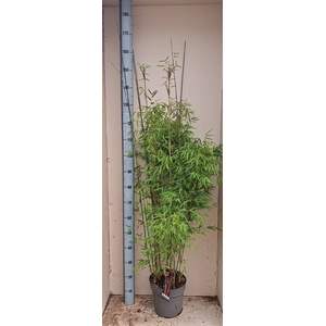 Fargesia  'Jiuzhaigou 1'