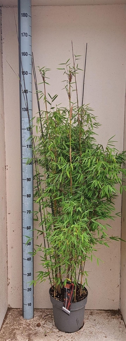 <h4>Fargesia  'Jiuzhaigou 1'</h4>