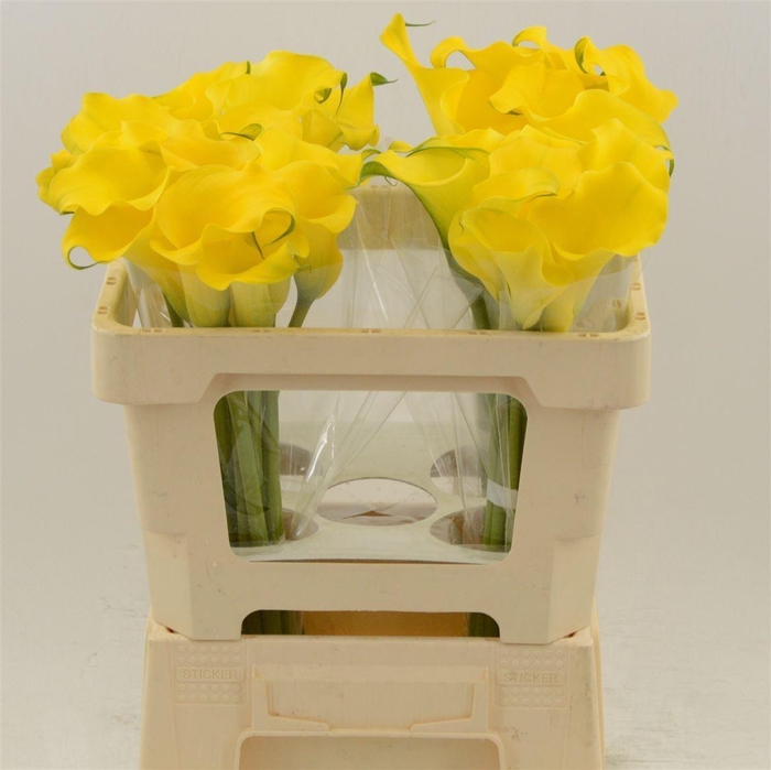 <h4>Calla Monte Carlo | Dubbelbloemig</h4>