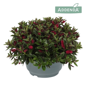 Hebe  'Hebepetita Red'