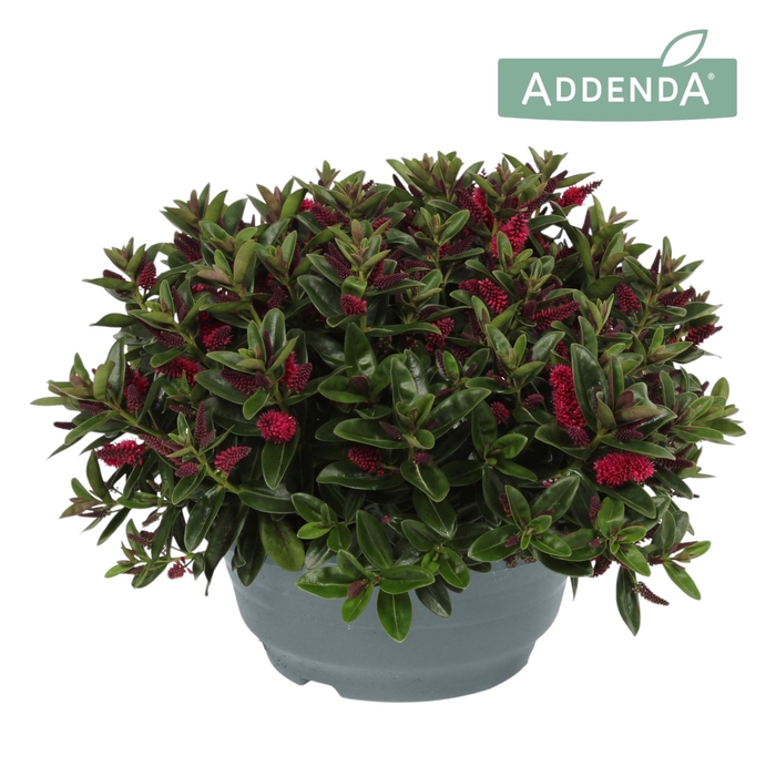 <h4>Hebe  'Hebepetita Red'</h4>