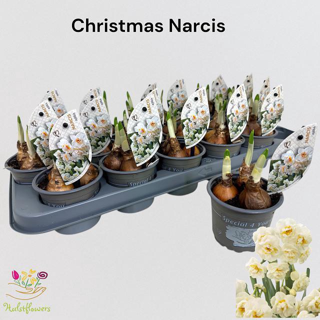 <h4>NARC D ABBA</h4>