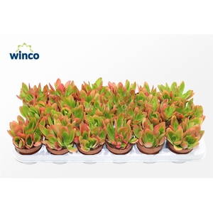 Crassula Capitella Campfire