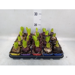 Hyacinthus orie.   ...mix 5