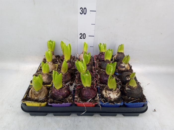 <h4>Hyacinthus orie.   ...mix 5</h4>