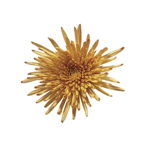 ANASTASIA DARK FUEGO 070 CM