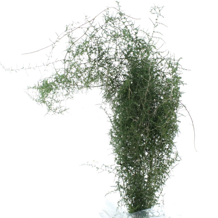 <h4>Asparagus Wild (bag)</h4>