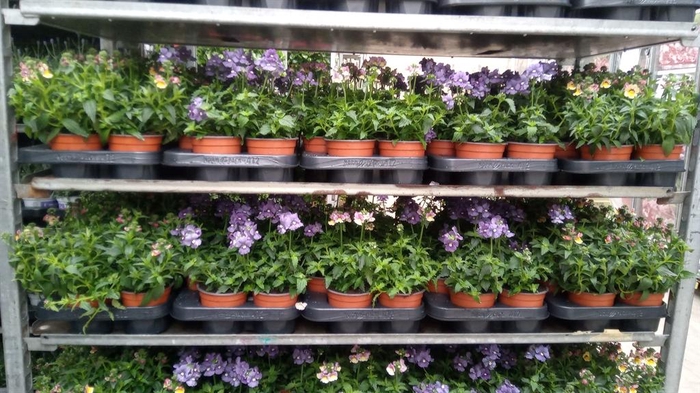 <h4>Nemesia   ...</h4>