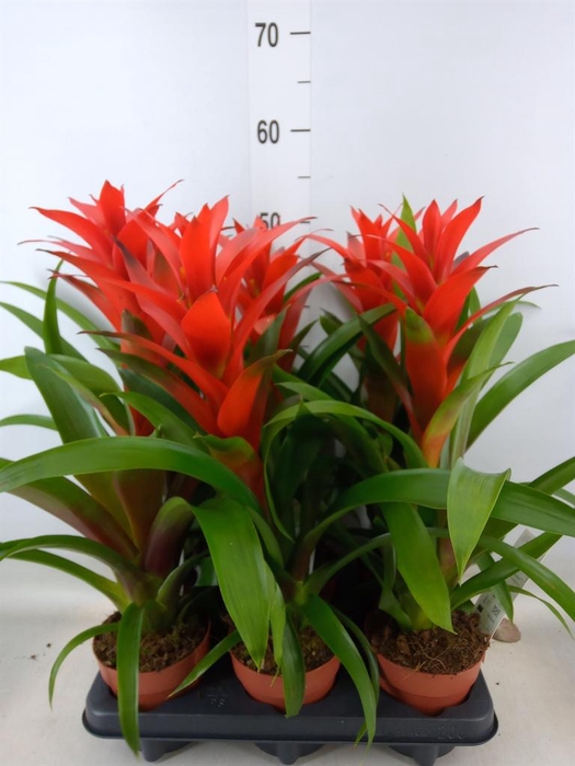 <h4>Guzmania  'Ostara'</h4>