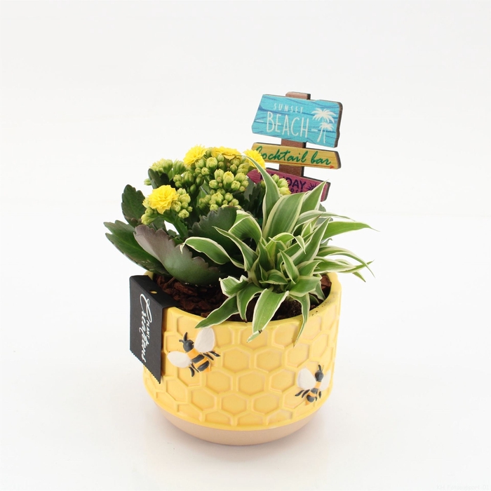 <h4>Arr.   Kamerplant Bloei L%</h4>