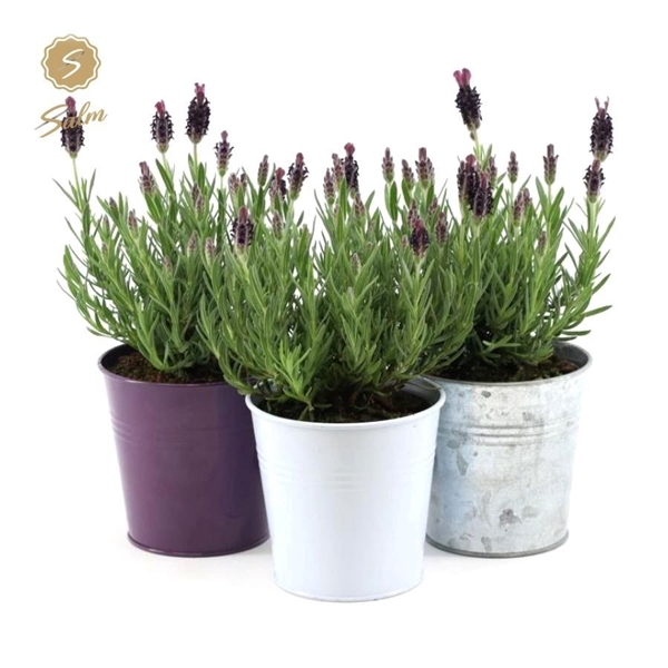 <h4>Lavandula st. 'Anouk'® Collection P10,5 in Zinc Mix</h4>