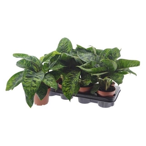 Homalomena wal. 'Camouflage'