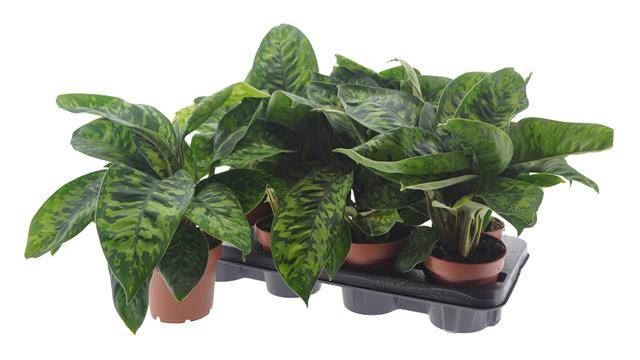 <h4>Homalomena wal. 'Camouflage'</h4>