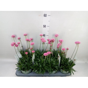 Armeria pseud. 'Dreameria Daydream'