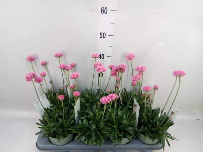 <h4>Armeria pseud. 'Dreameria Daydream'</h4>