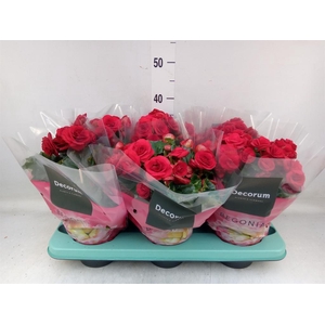 Begonia elat. DU 'Baladin'