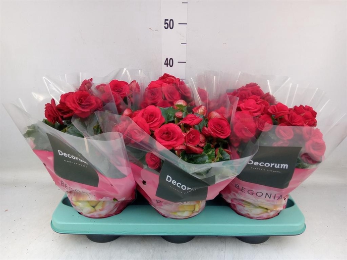 <h4>Begonia elat. DU 'Baladin'</h4>