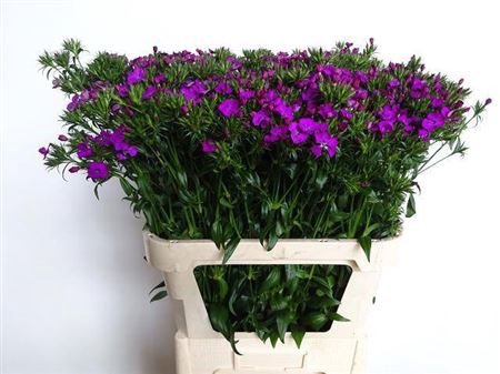 <h4>Di Barb Am Neon Purple</h4>
